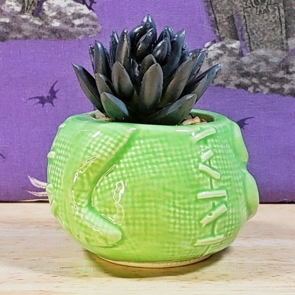 Disney Nightmare Before Christmas Oogie Boogie 3.75" Mini Succulent Plant New - Picture 3 of 8